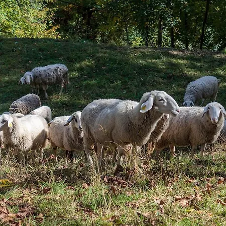Mountain Pokljuka * Bohinjska Bistrica