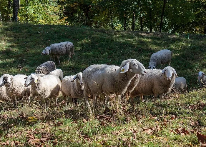 Mountain Pokljuka * Bohinjska Bistrica